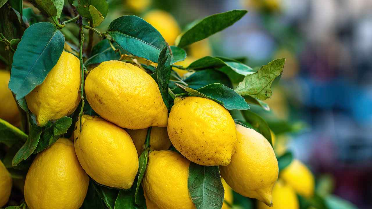 Come usare le foglie di limone per insaporire - Lamigorgonzola.it